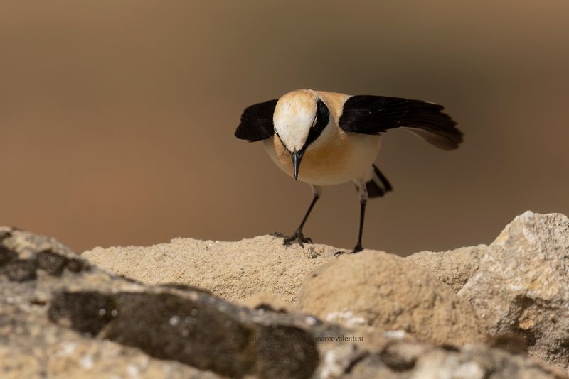 Western Black-eared Wheatear - Oenanthe hispanica
