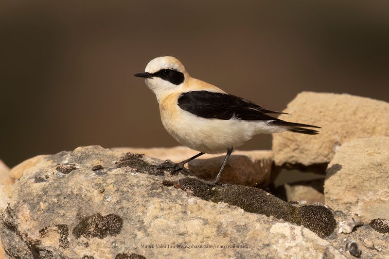 Western Black-eared Wheatear - Oenanthe hispanica