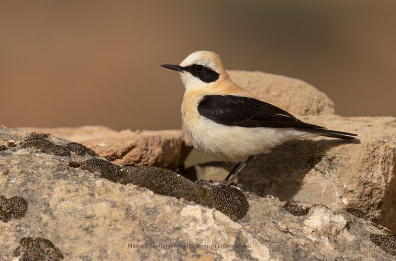 Western Black-eared Wheatear - Oenanthe hispanica