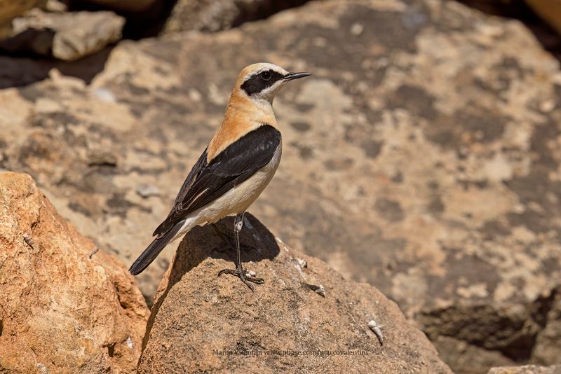 Western Black-eared Wheatear - Oenanthe hispanica