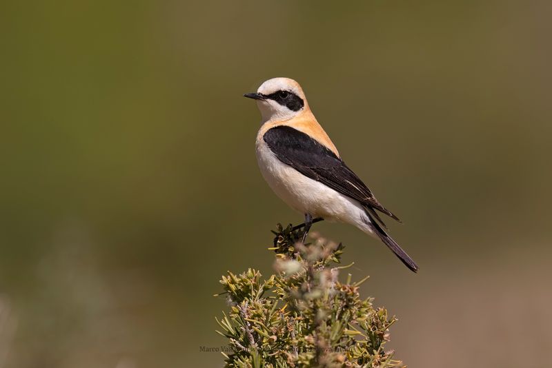 Western Black-eared Wheatear - Oenanthe hispanica