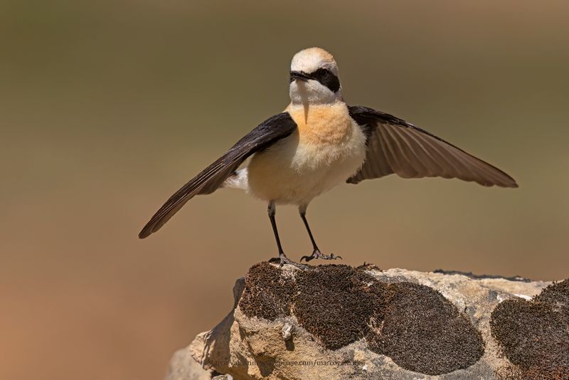 Western Black-eared Wheatear - Oenanthe hispanica