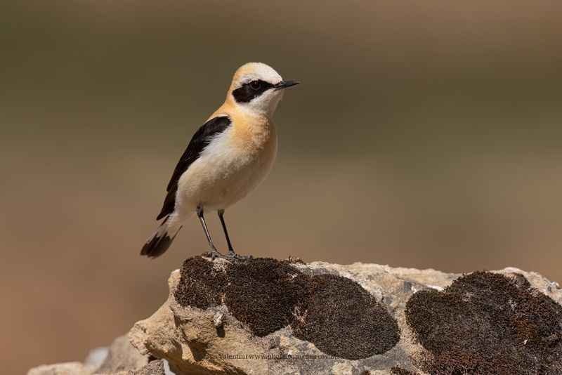 Western Black-eared Wheatear - Oenanthe hispanica
