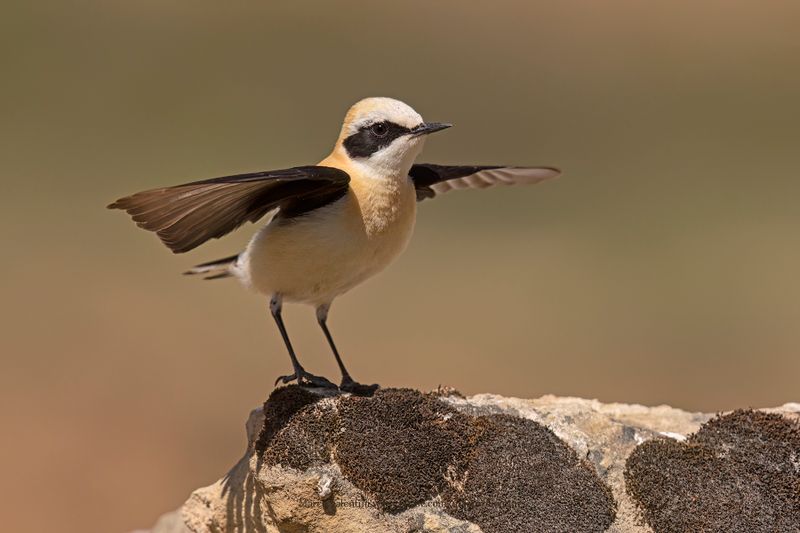 Western Black-eared Wheatear - Oenanthe hispanica
