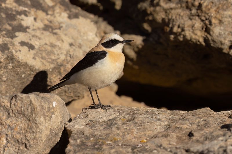 Western Black-eared Wheatear - Oenanthe hispanica
