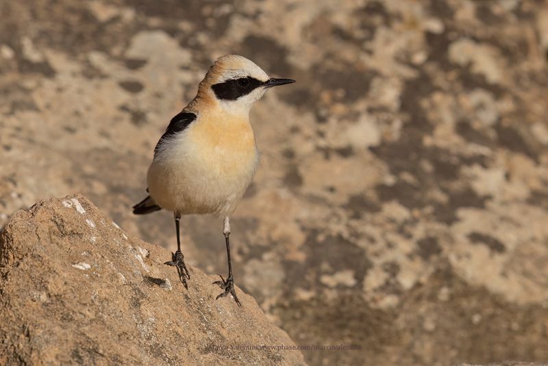 Western Black-eared Wheatear - Oenanthe hispanica