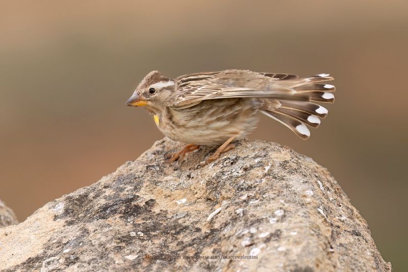 Rock sparrow - Petronia petronia
