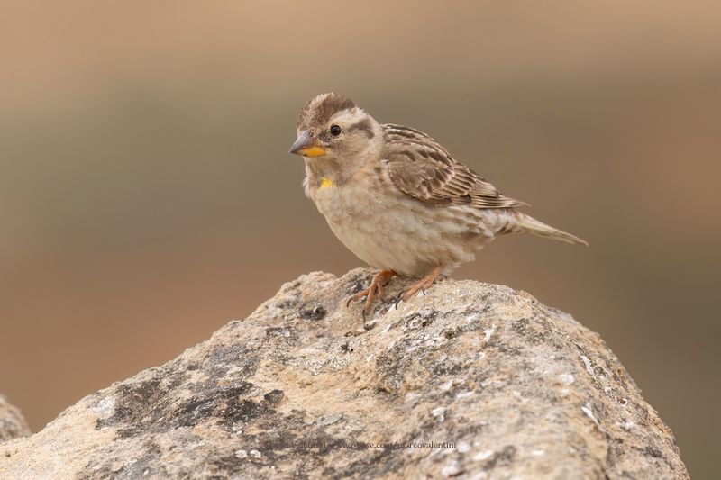 Rock sparrow - Petronia petronia