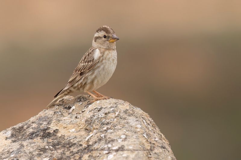 Rock sparrow - Petronia petronia
