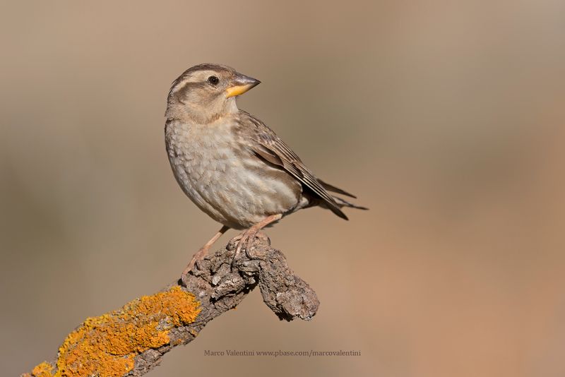 Rock sparrow - Petronia petronia