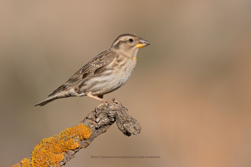 Rock sparrow - Petronia petronia