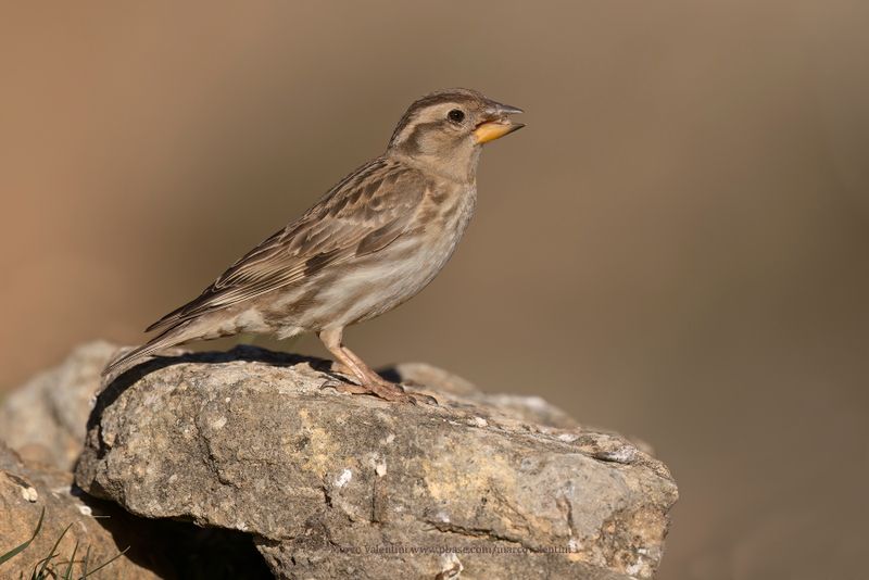 Rock sparrow - Petronia petronia