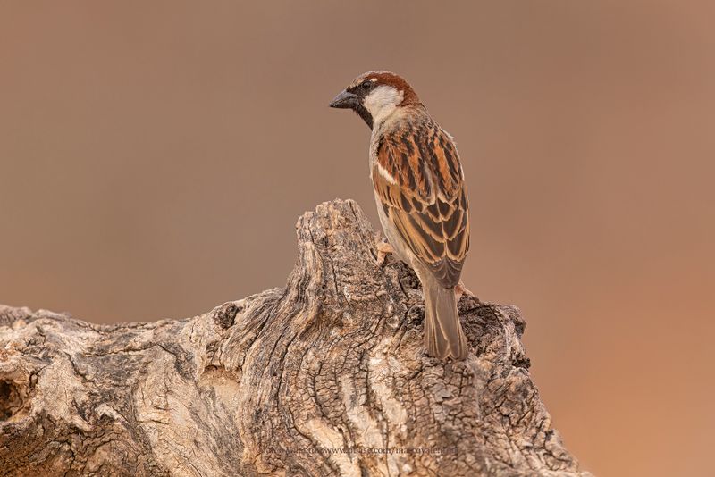 House sparrow - Passer domesticus