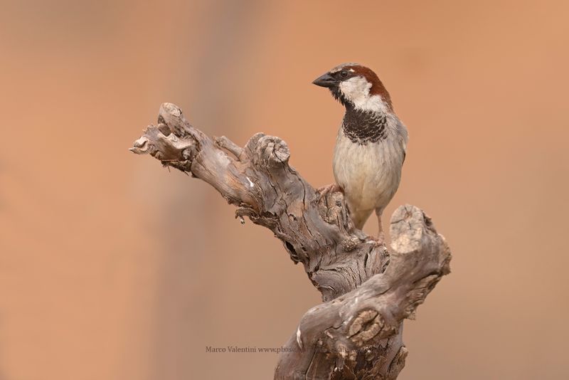 House sparrow - Passer domesticus