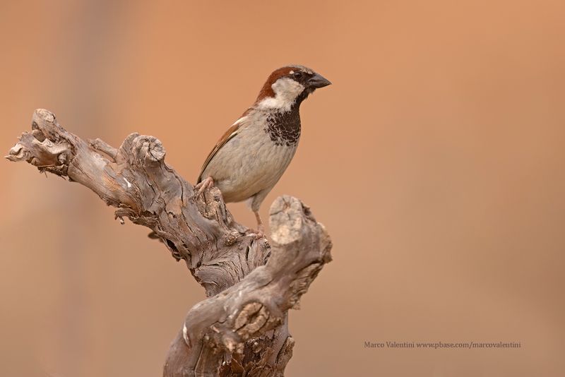 House sparrow - Passer domesticus