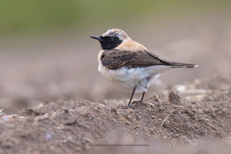 Eastern Black-eared Wheatear - Oenanthe melanoleuca