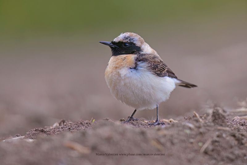 Eastern Black-eared Wheatear - Oenanthe melanoleuca