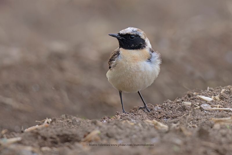 Eastern Black-eared Wheatear - Oenanthe melanoleuca