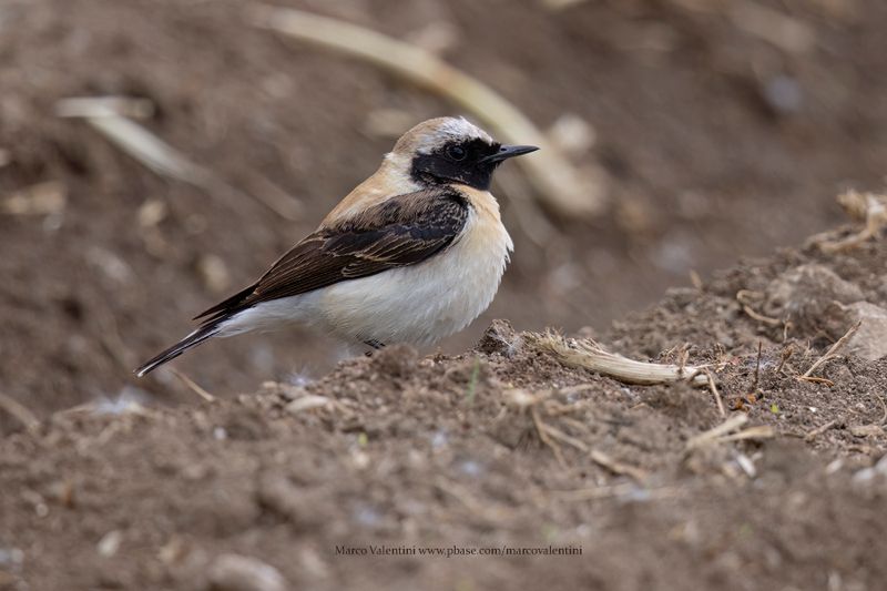 Eastern Black-eared Wheatear - Oenanthe melanoleuca