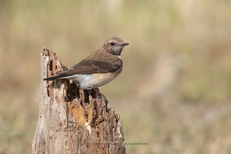 Eastern Black-eared Wheatear - Oenanthe melanoleuca