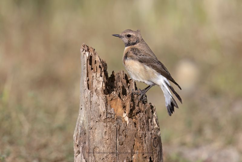Eastern Black-eared Wheatear - Oenanthe melanoleuca