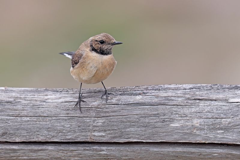 Eastern Black-eared Wheatear - Oenanthe melanoleuca