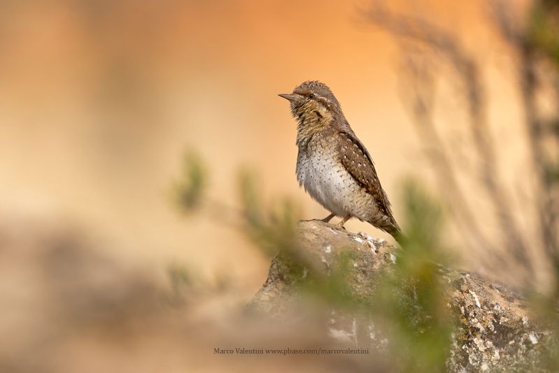 Wryneck - Jynx torquilla