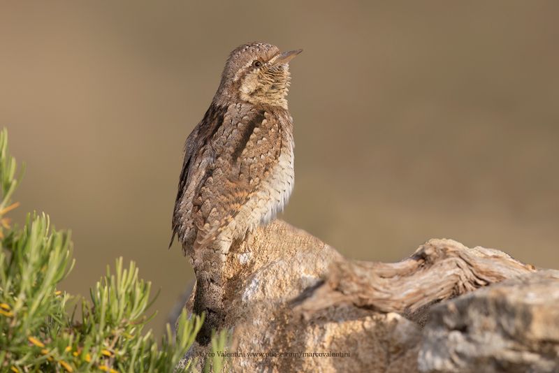 Wryneck - Jynx torquilla