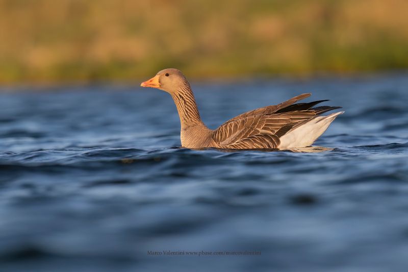 Greylag goose - Anser anser