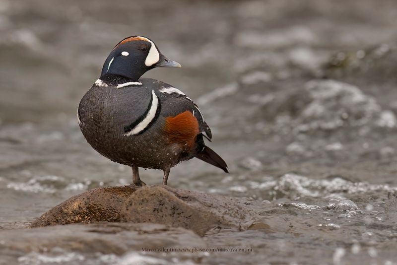 Harlequin duck - Histrionicus histrionicus