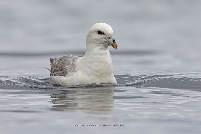Northern fulmar - Fulmarus glacialis