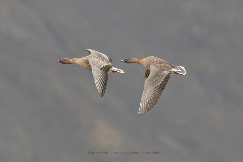 Pink-footed Goose - Anser brachyrhynchus