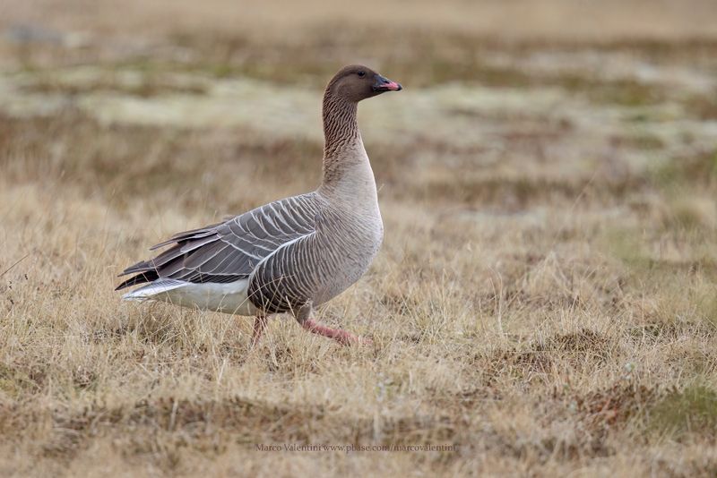 Pink-footed Goose - Anser brachyrhynchus