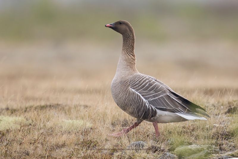 Pink-footed Goose - Anser brachyrhynchus