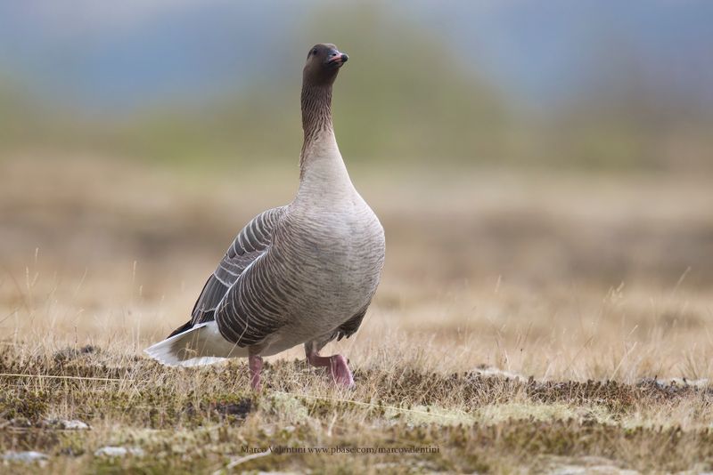 Pink-footed Goose - Anser brachyrhynchus