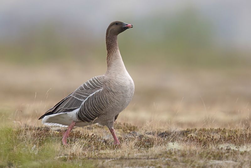 Pink-footed Goose - Anser brachyrhynchus