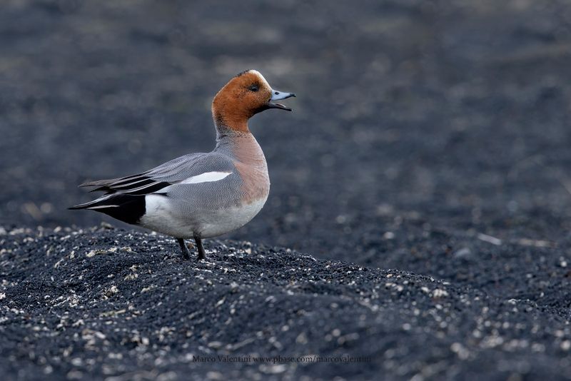 Eurasian wigeon - Anas penelope
