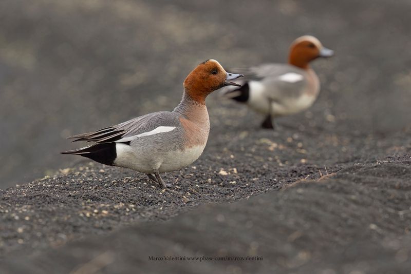 Eurasian wigeon - Anas penelope
