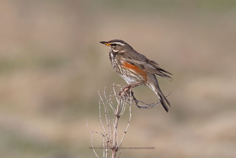 Redwing - Turdus iliacus