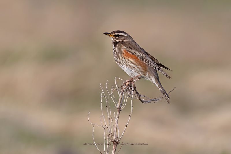 Redwing - Turdus iliacus