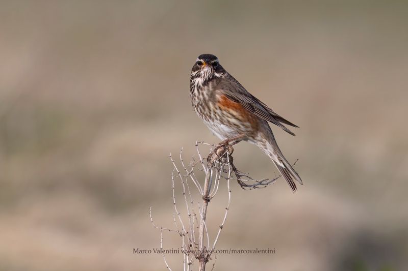 Redwing - Turdus iliacus