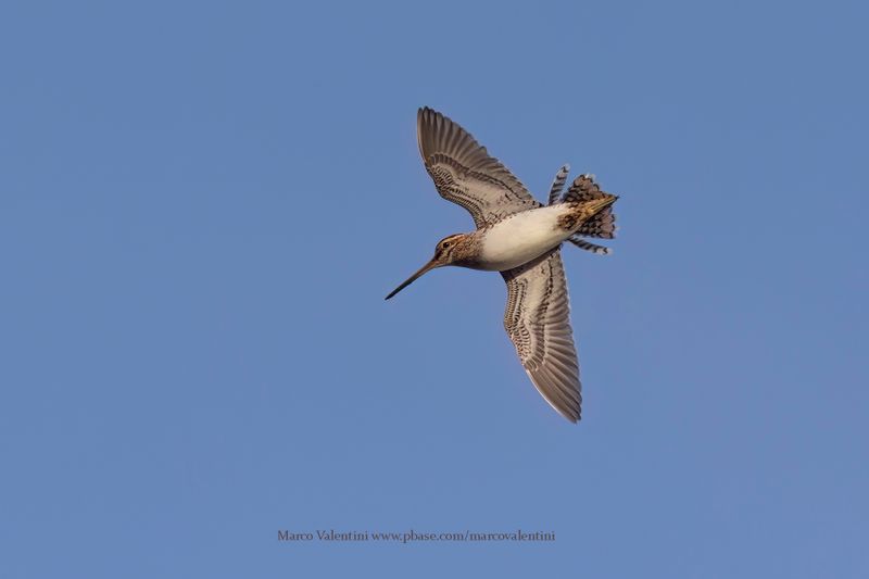 Common snipe - Gallinago gallinago