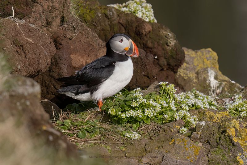 Atlantic puffin - Fratercula arctica