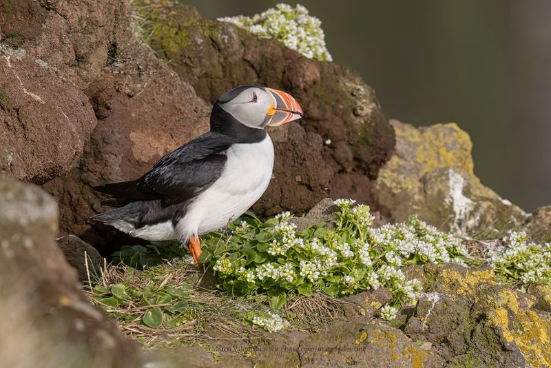 Atlantic puffin - Fratercula arctica