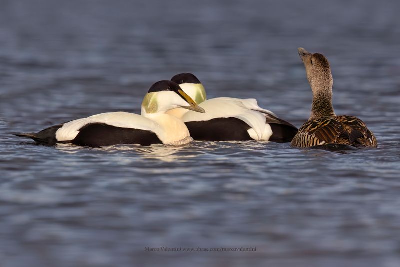 Common Eider - Somateria mollissima