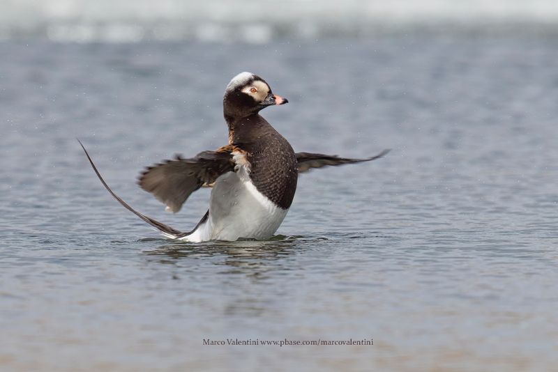 Long-tailed duck - Clangula hyemalis