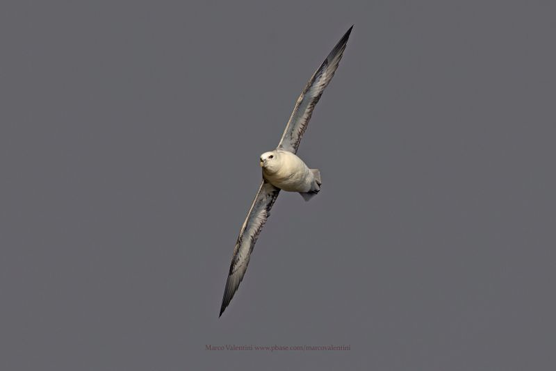 Northern fulmar - Fulmarus glacialis