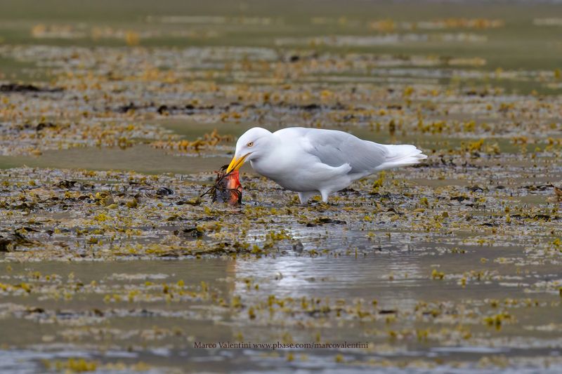 Glaucous Gull - Larus hyperboreus