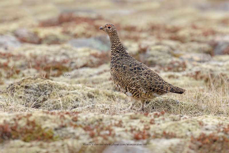 Rock Ptarmigan - Lagopus muta