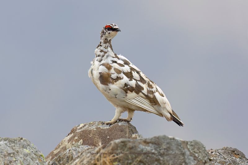 Rock Ptarmigan - Lagopus muta